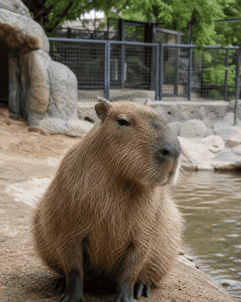 Капибара