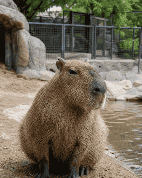 Капибара